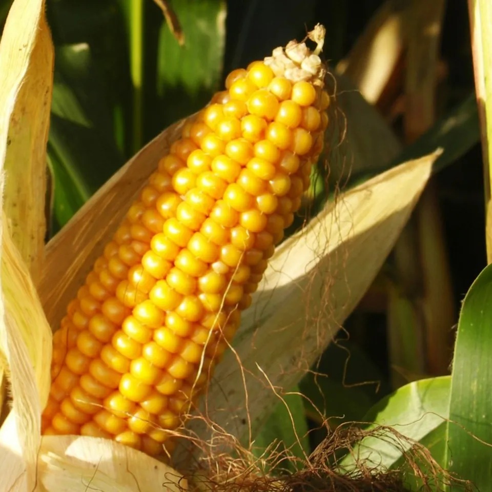 Körnermaisanbauer brauchen gute Nerven