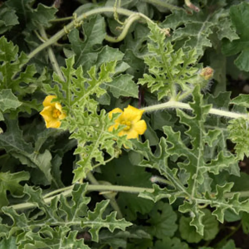 Die Koloquinte – eine Pflanze mit Geschichte