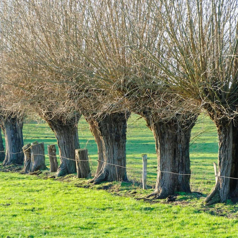 Kopfweiden prägen das Landschaftsbild in vielen Regionen