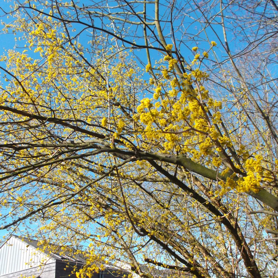 Die Kornelkirsche, eine kaum bekannte Gaumenfreude
