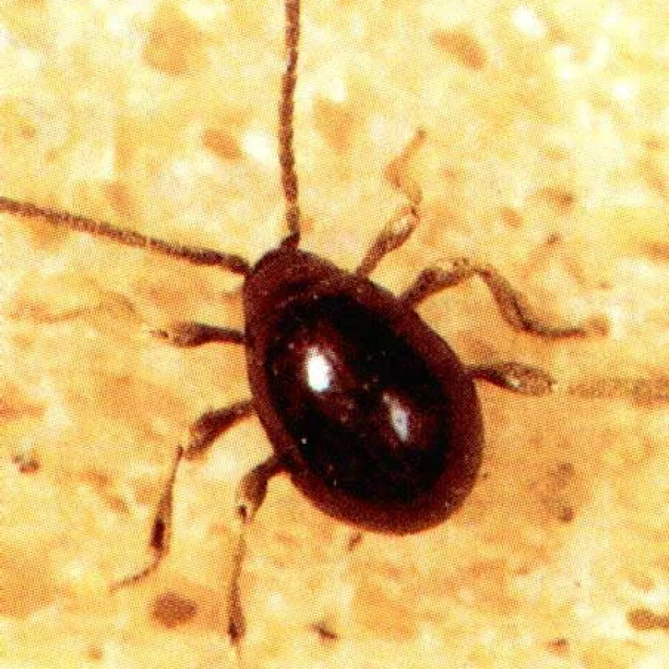 Kugelkäfer „knabbert“ an der Fachwerkhaus-Idylle 