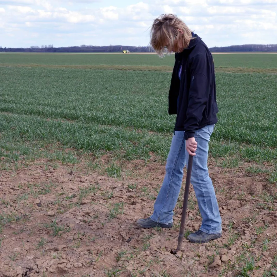 Feldmäuse rücken zusammen wenn sie sich stark vermehren