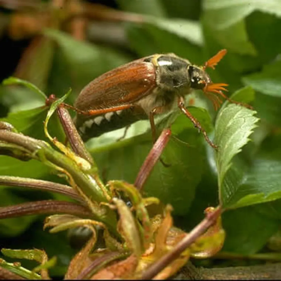 Zahlen, Daten, Fakten 4/06