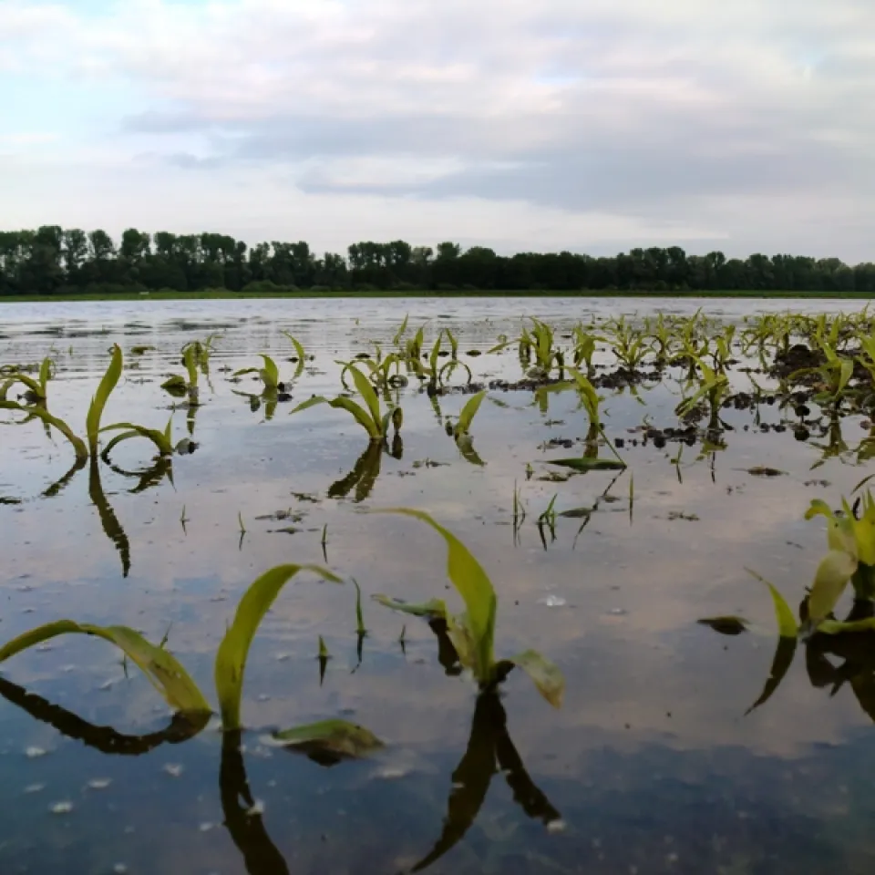 Pflanzen ersticken bei Überschwemmungen