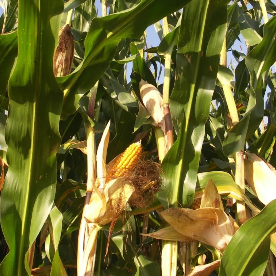 Pflanzen mit Alarmanlage