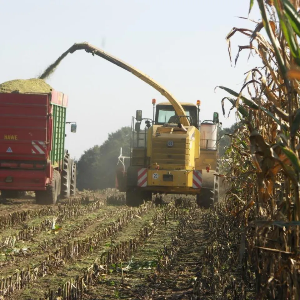 Nur hochertragreiche Energiepflanzen haben Zukunft