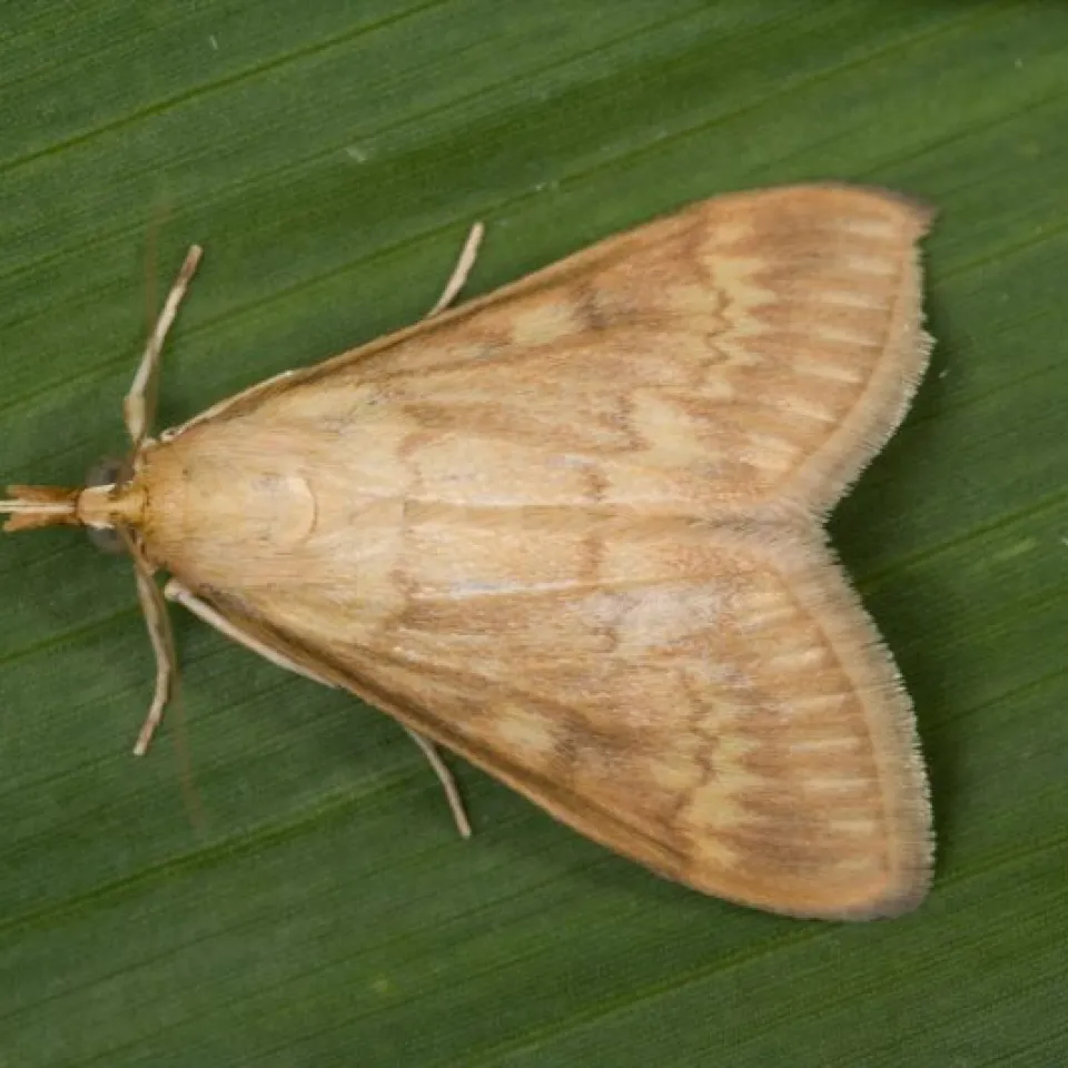 Kann der Maiszünsler auf seinem Weg nach Norden gebremst werden?