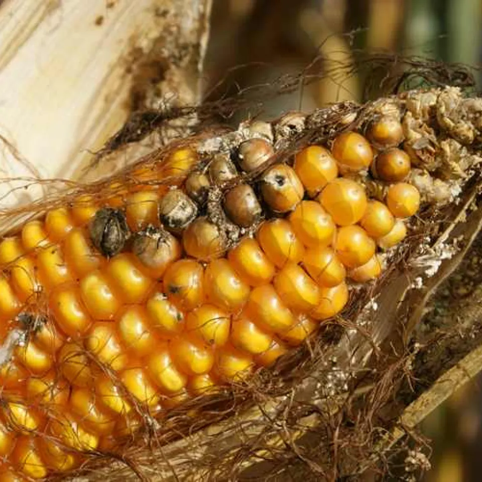 Landwirte klagen gegen Verbot von MON810-Mais