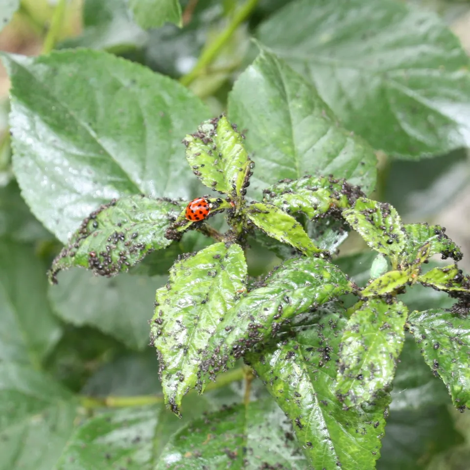 Asiatischer Marienkäfer und heimischer Siebenpunkt-Marienkäfer im Wettstreit