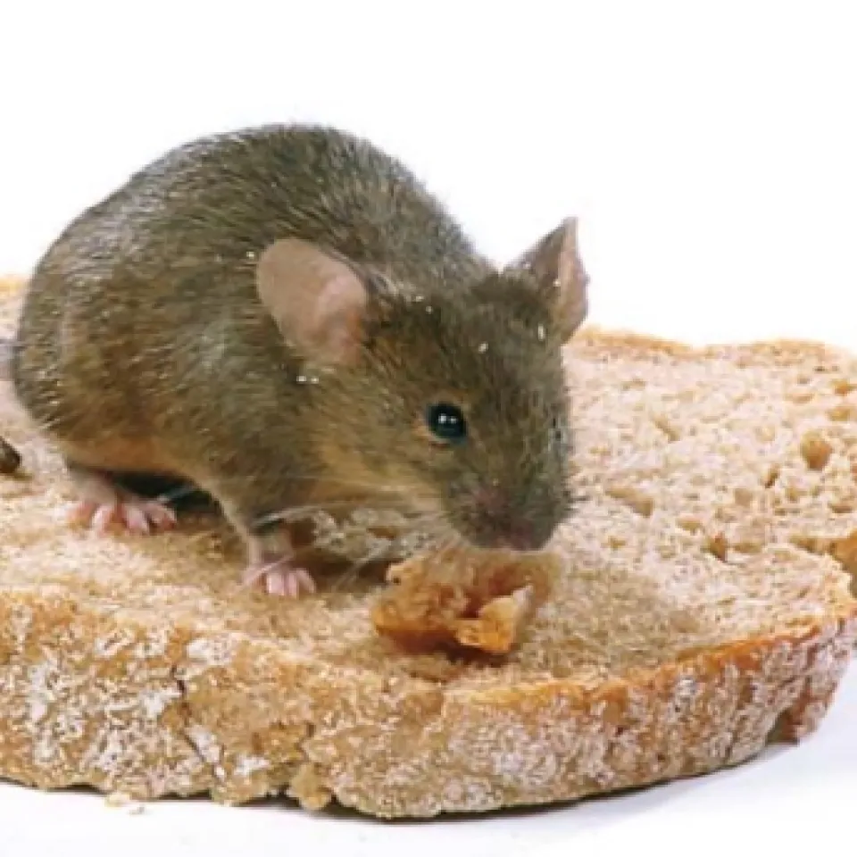 Köder gegen die Maus im Haus