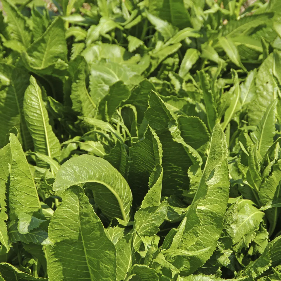 Den Ertragsrückgängen im bayerischen Meerrettichanbau auf der Spur