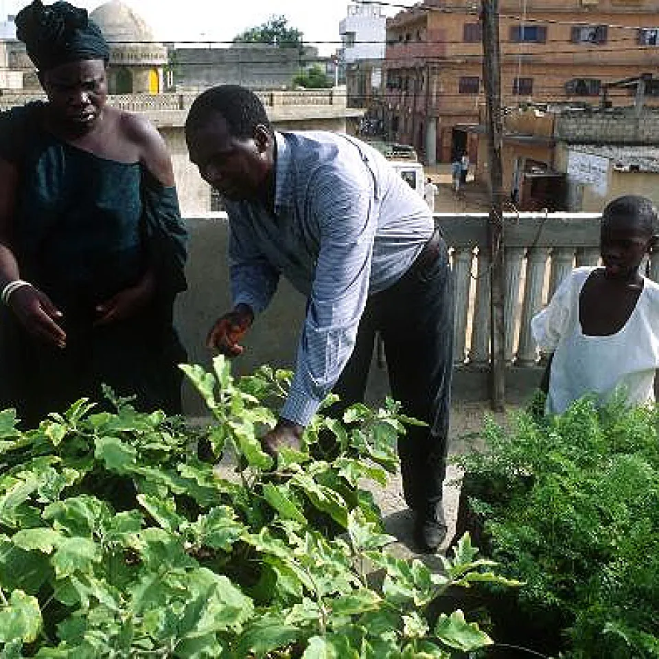 Gemüseanbau in Ballungszentren von Entwicklungsländern