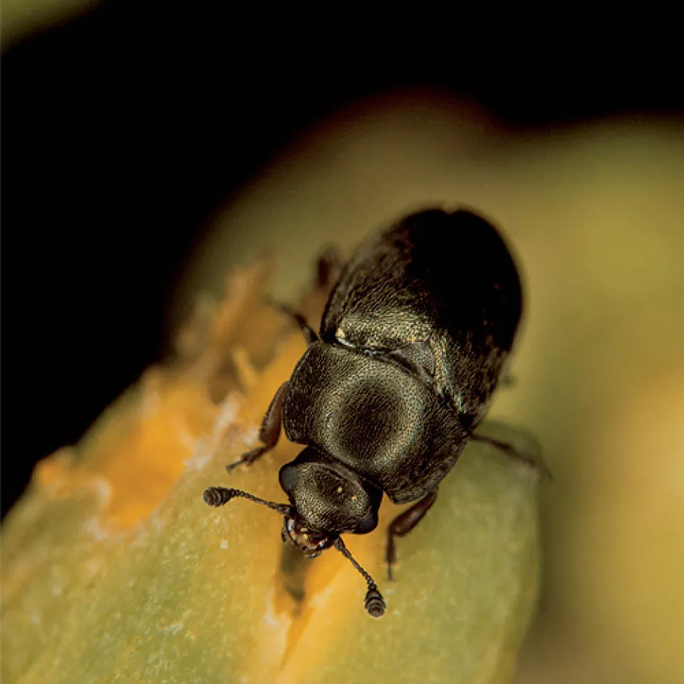 Fressen unseren Biodiesel: Resistente Rapsglanzkäfer gefährden die Rapsernte 2007