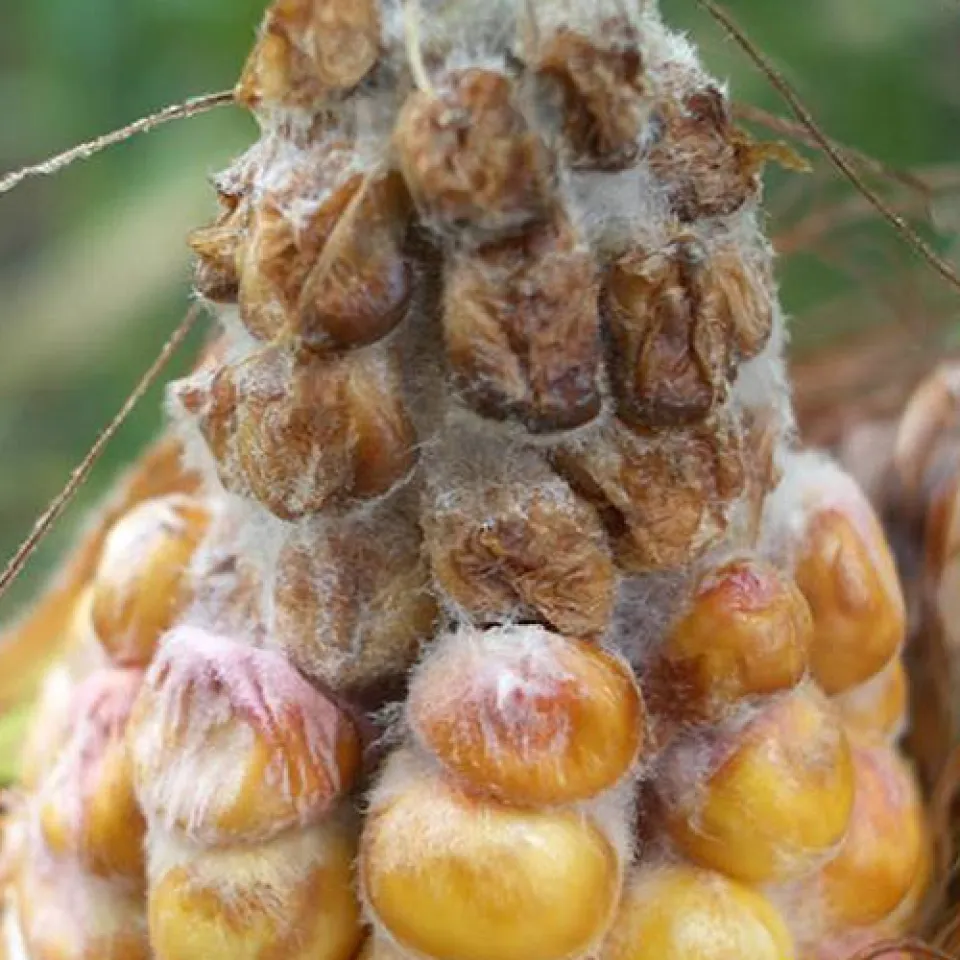 Gefährliche Pilzgifte am Mais verhindern