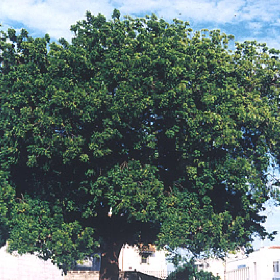 Abwehrstoffe gegen Schädlinge vom indischen Neembaum 