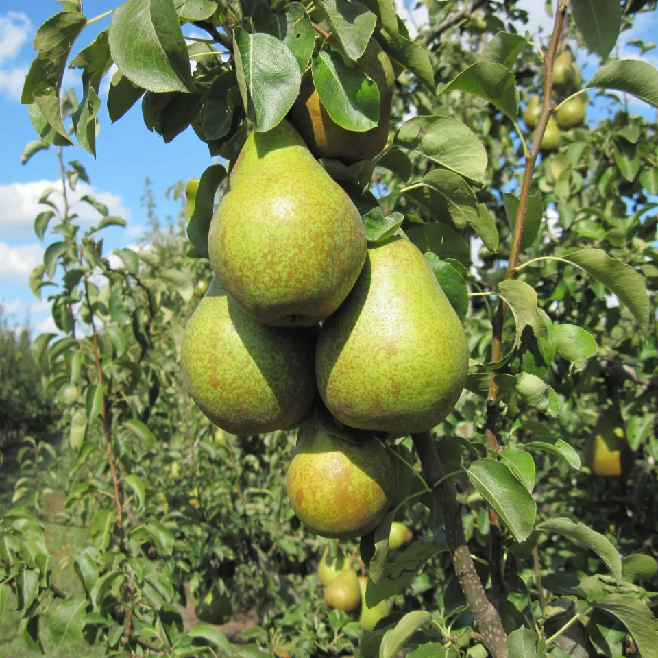 Die Novemberbirne beeindruckt durch Größe, Schönheit und Geschmack