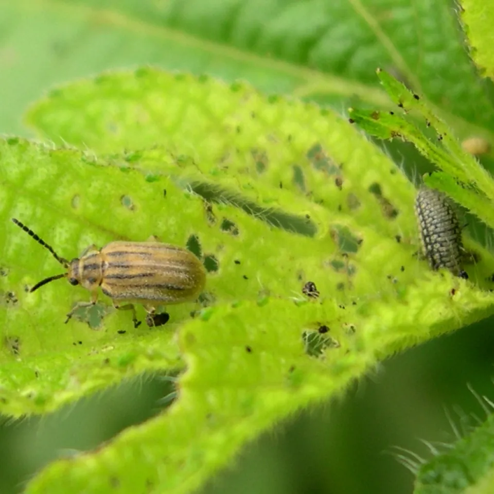 Der Ambrosia-Blattkäfer: Winziger Käfer lässt Allergiker und Landwirte hoffen