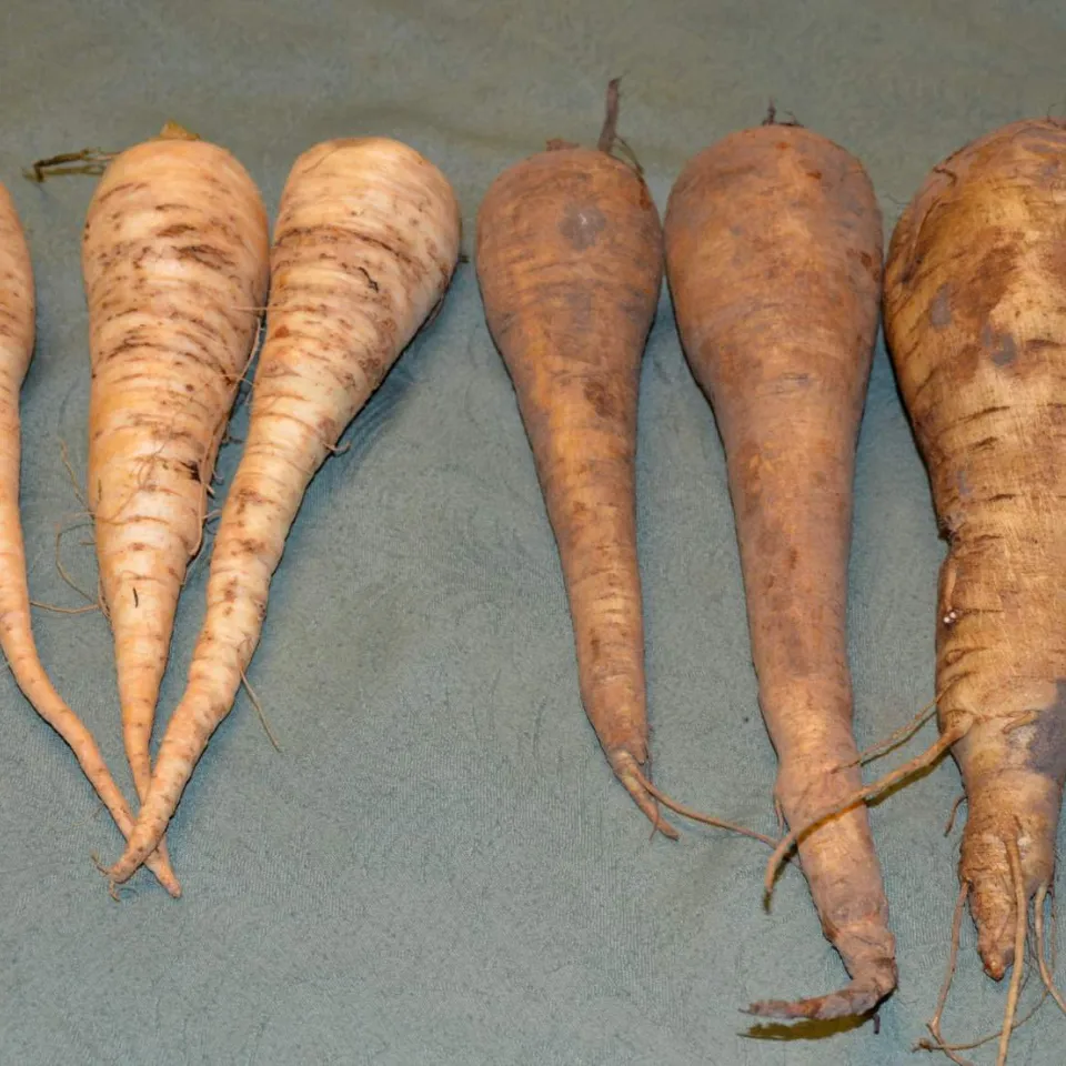 Pastinaken: nach Frost würzig-süß