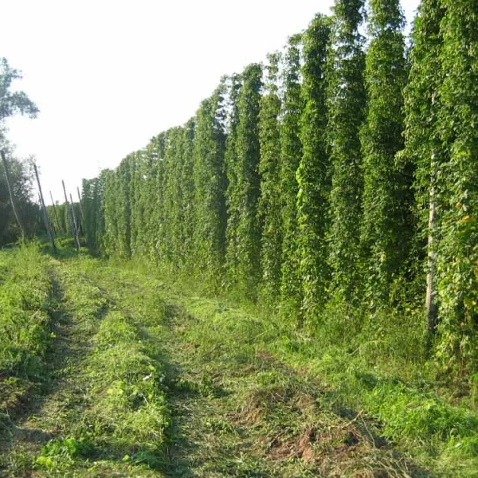 Kein Bier ohne Hopfen und Malz