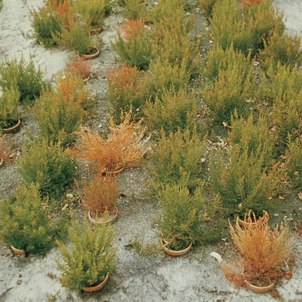 Ein Fäulepilz schwächt verschiedenste Wirtspflanzen 