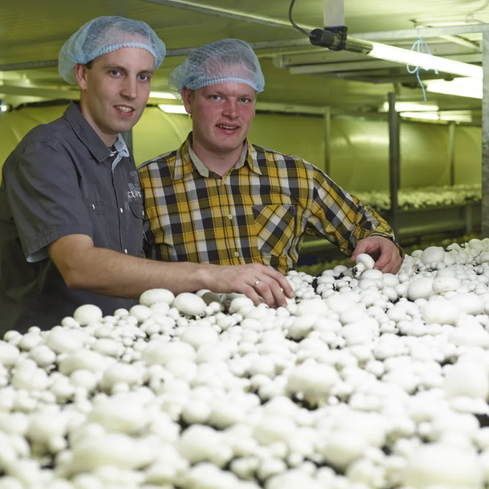 Von Beruf "Pilzanbauer"