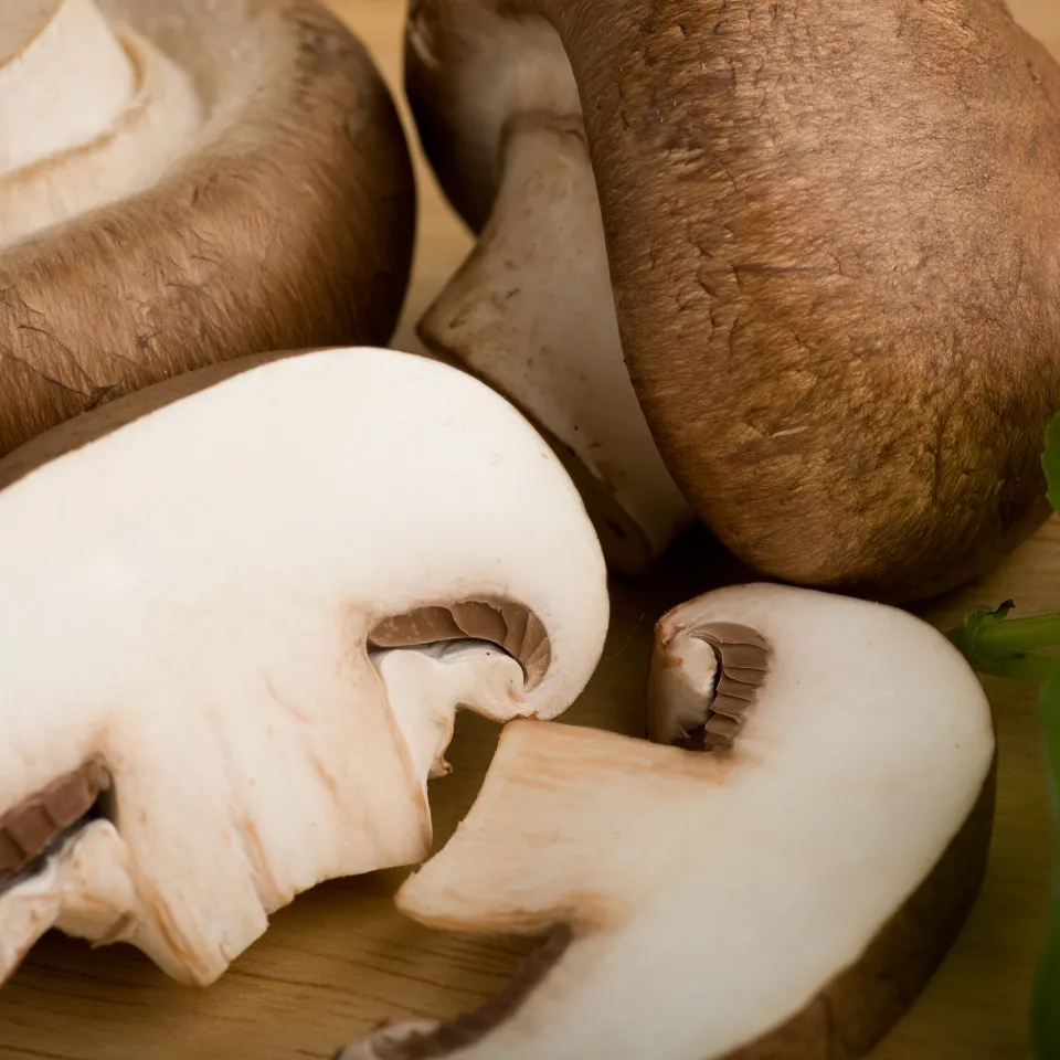 Pilze streben aus der Dunkelheit mit Macht ans Licht