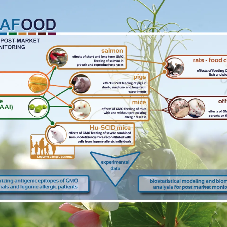 Gentechnisch veränderte Futtermittel zeigen keine negtiven Auswirkungen auf Tiere