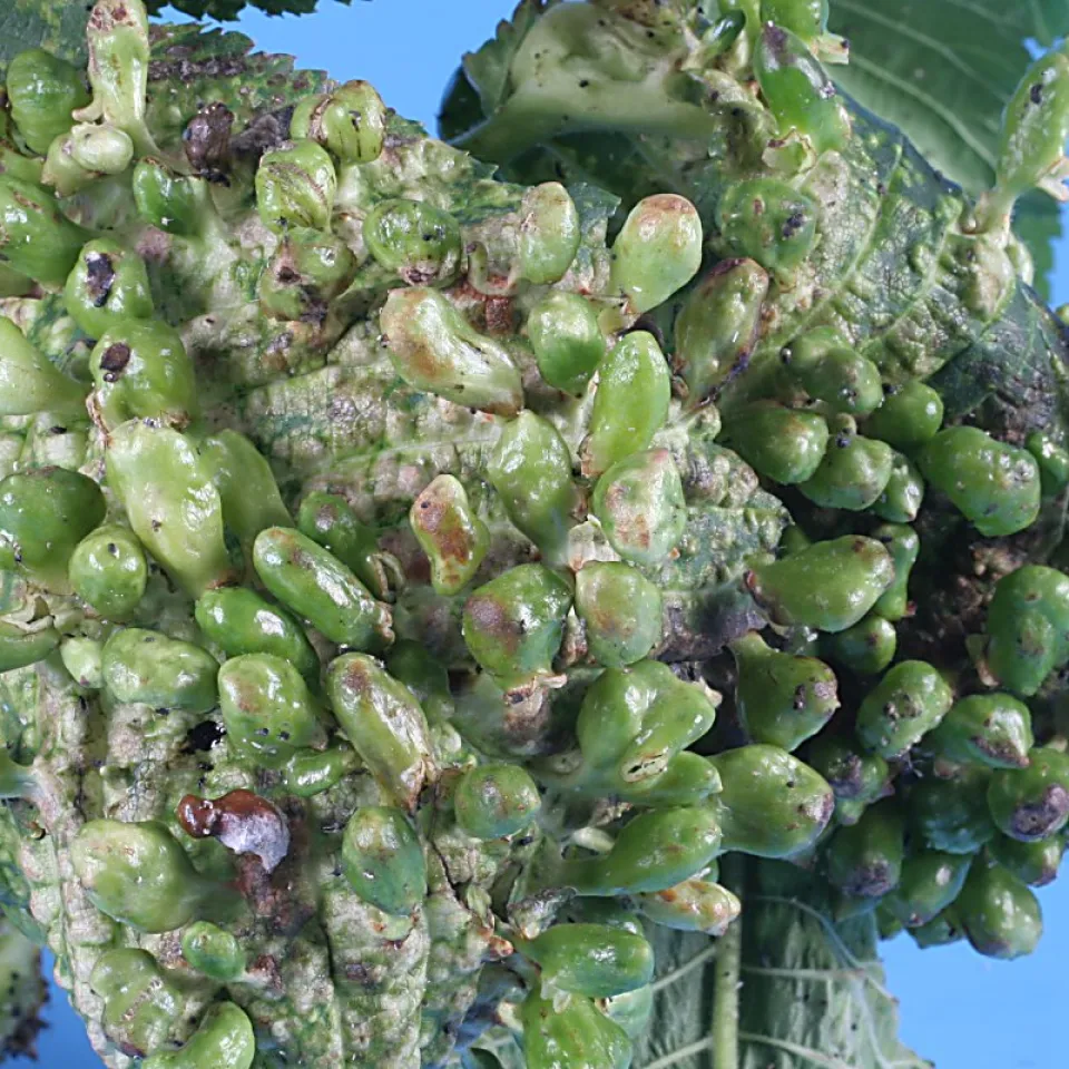 Blattläuse mögen Ulmen