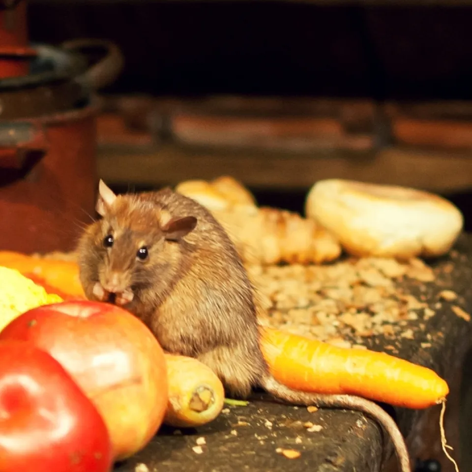 Damit Ratten und Hausmäuse nicht zur Plage werden