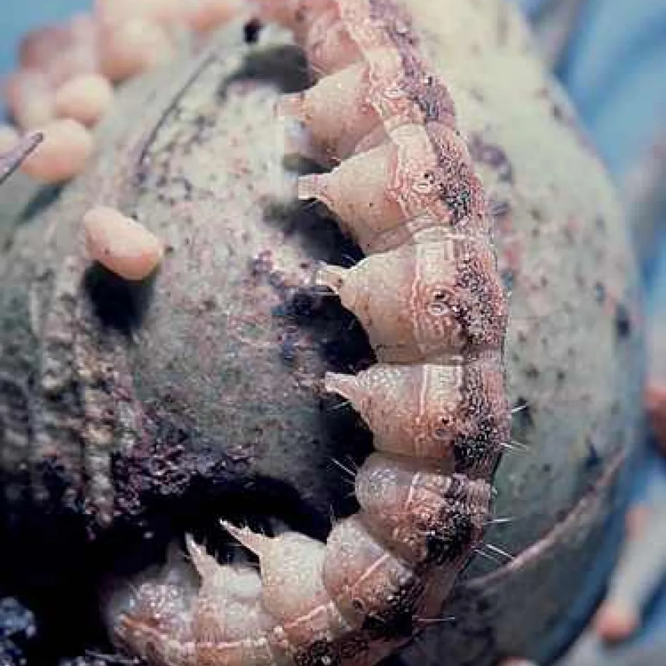 Burkina Faso weitet Bt-Baumwoll-Anbau deutlich aus