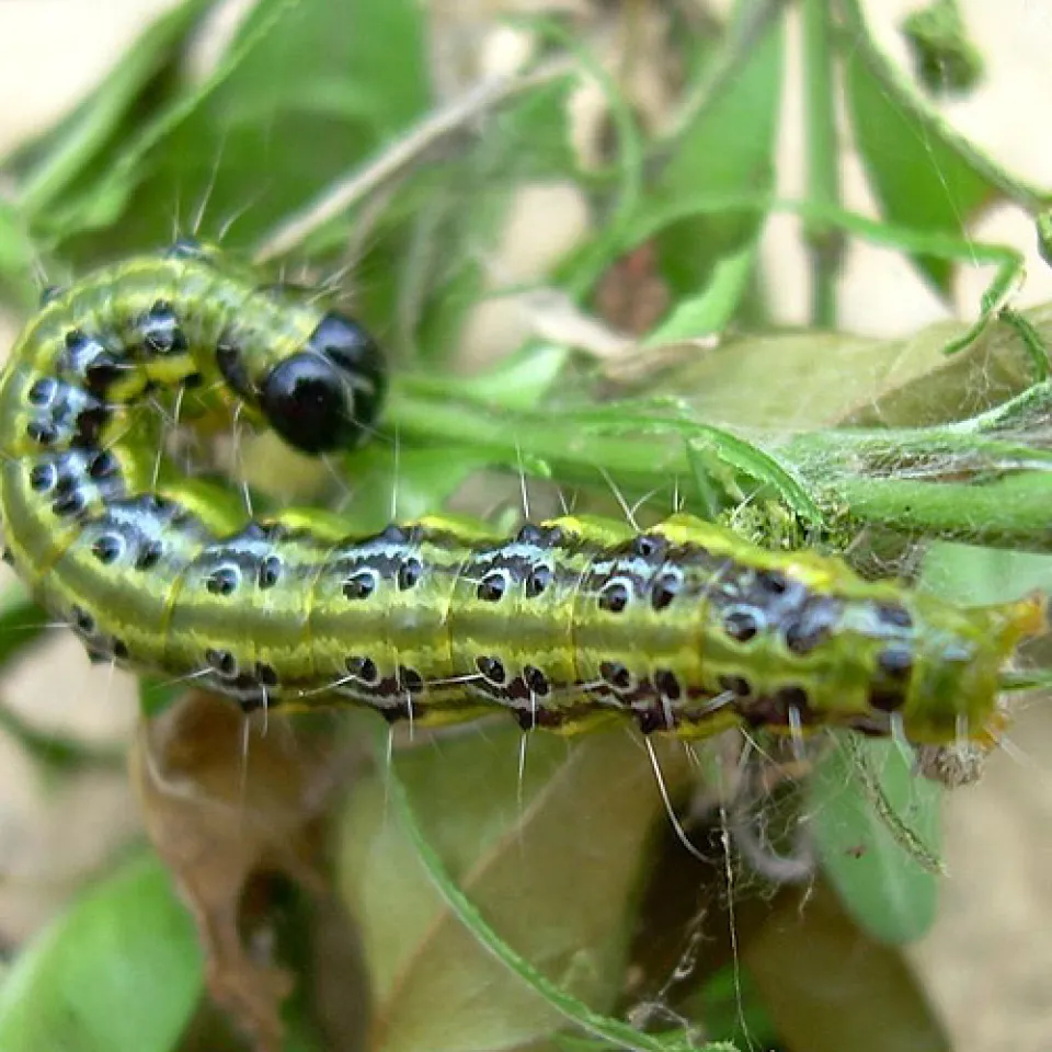 Der Buchsbaumzünsler – gefräßiger Schädling aus Asien lässt Buchsbäume absterben 