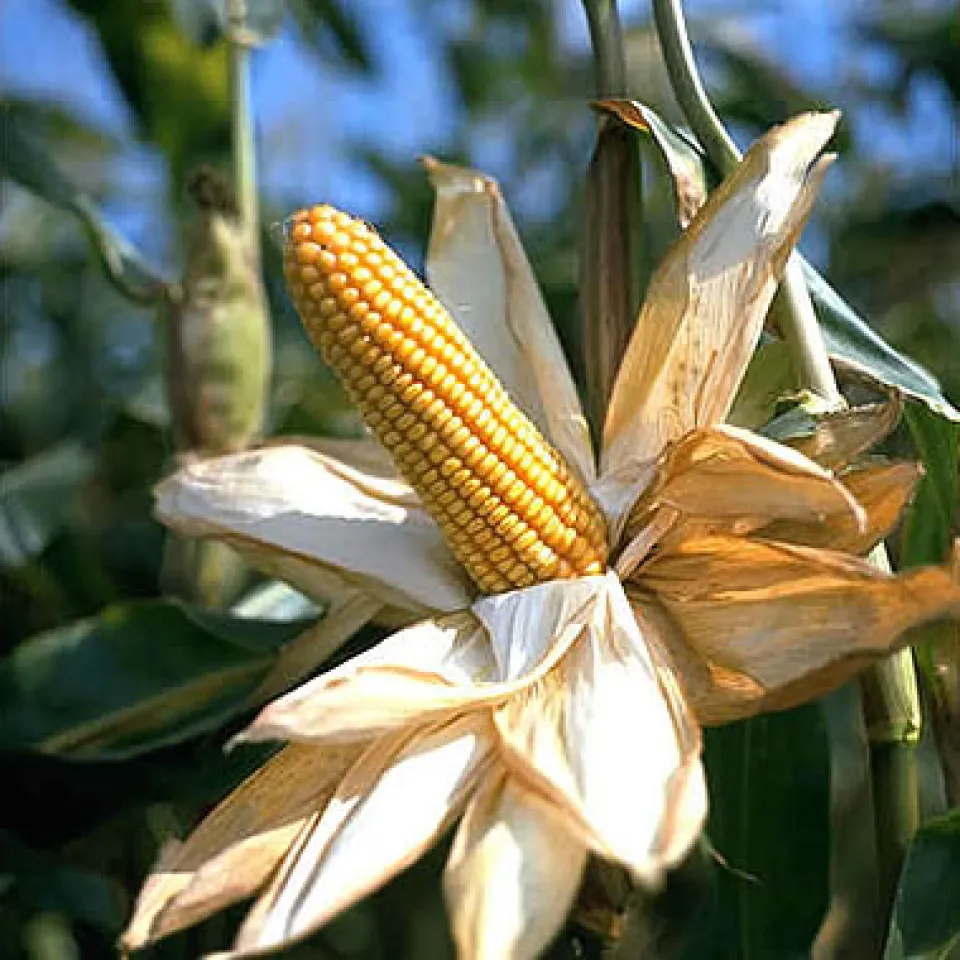 Ein neuer Energie-Rohstoff macht Karriere – der Mais 