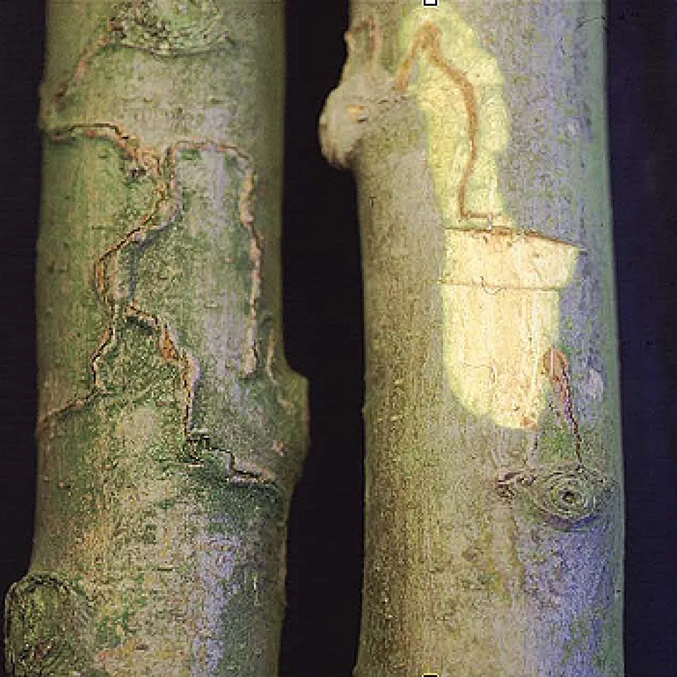 Nützlinge an Stadtbäumen - eine Zukunftsvision?