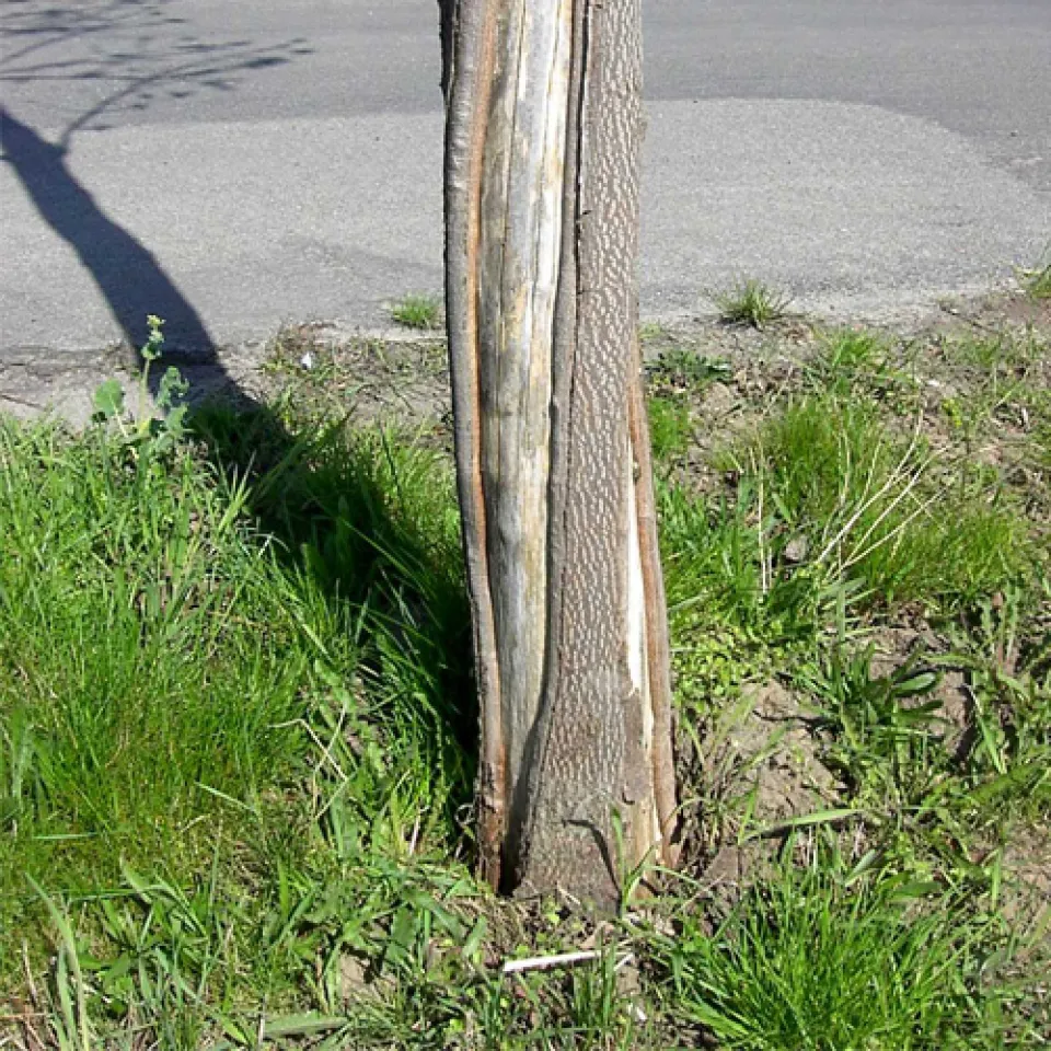 Welkepilz bedroht beliebten Straßenbaum