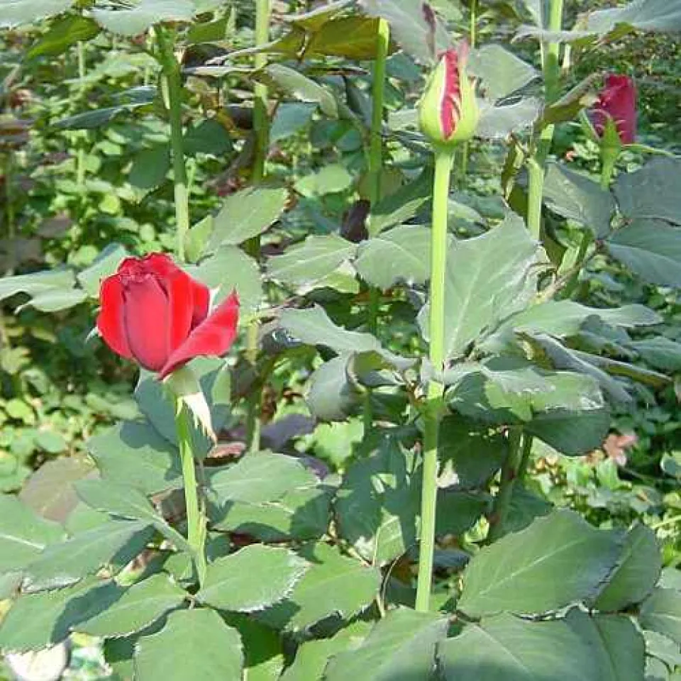 Frische Rosen aus der Region - auch bei Eis und Schnee