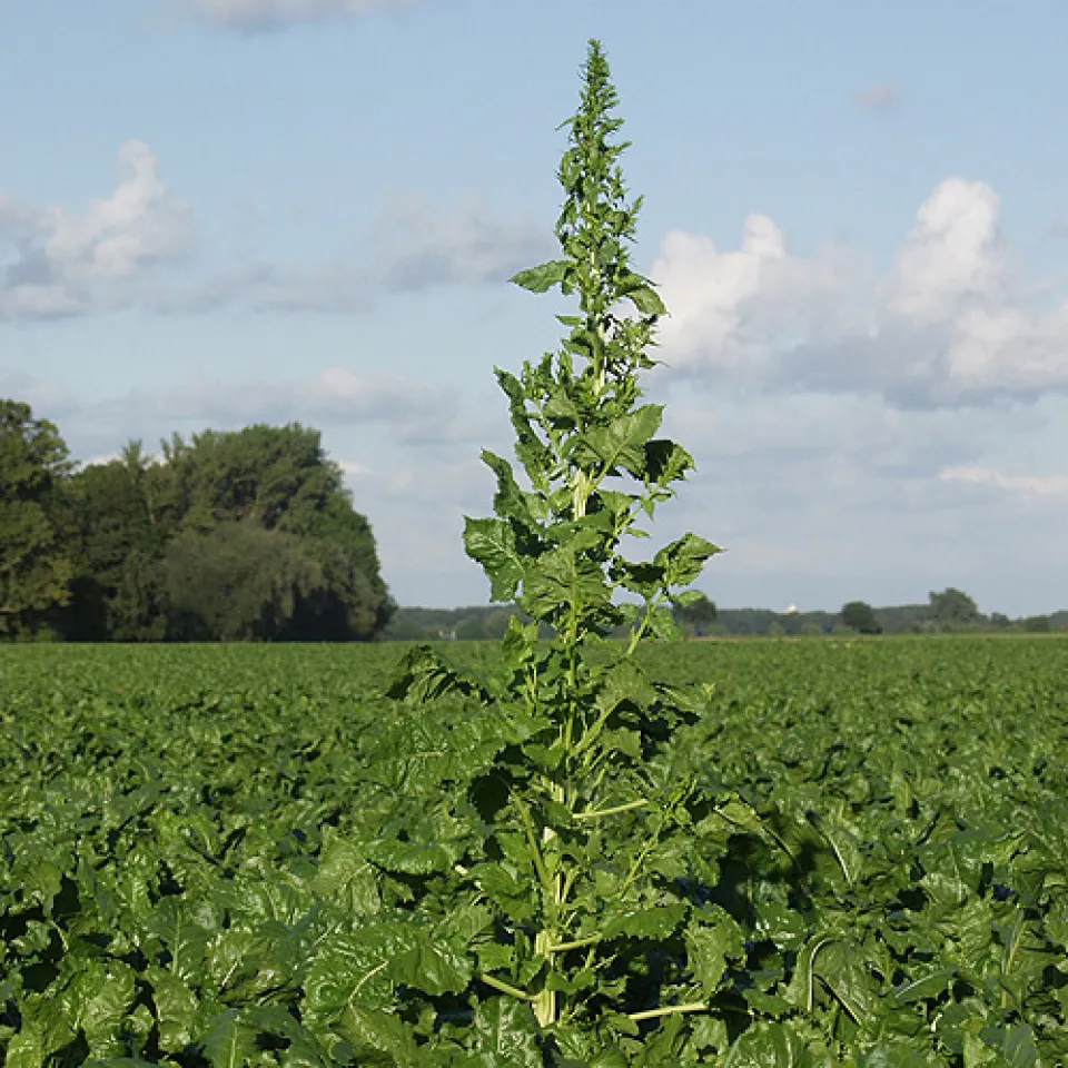 Zuckerrübenpflanzen werden zum Unkraut