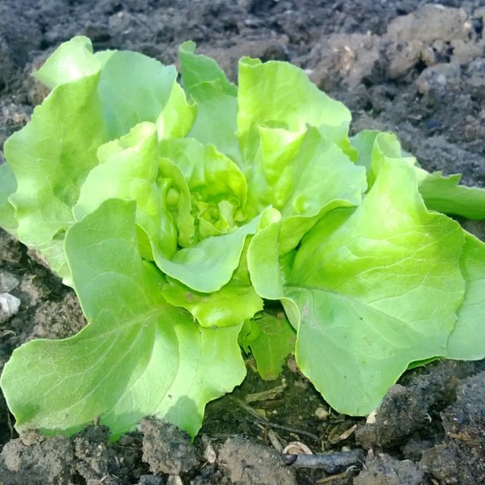 Kopfsalat: rechtzeitig ernten, sonst schießt er