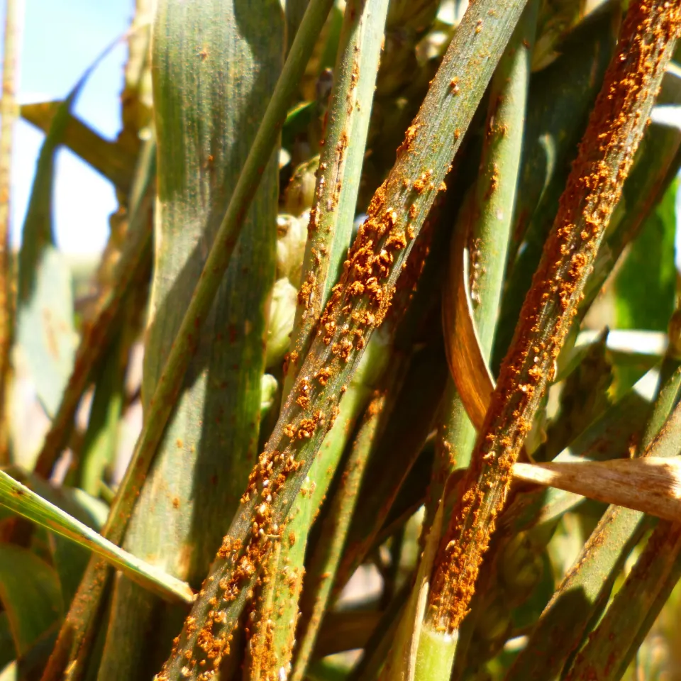 Schwarzrost-Comeback in Deutschland