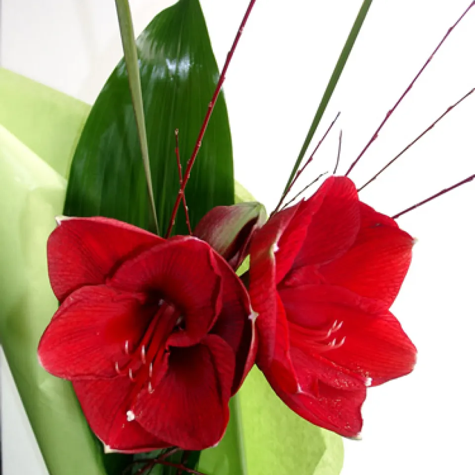 Amaryllis – Ritterstern am Blumenhimmel 
