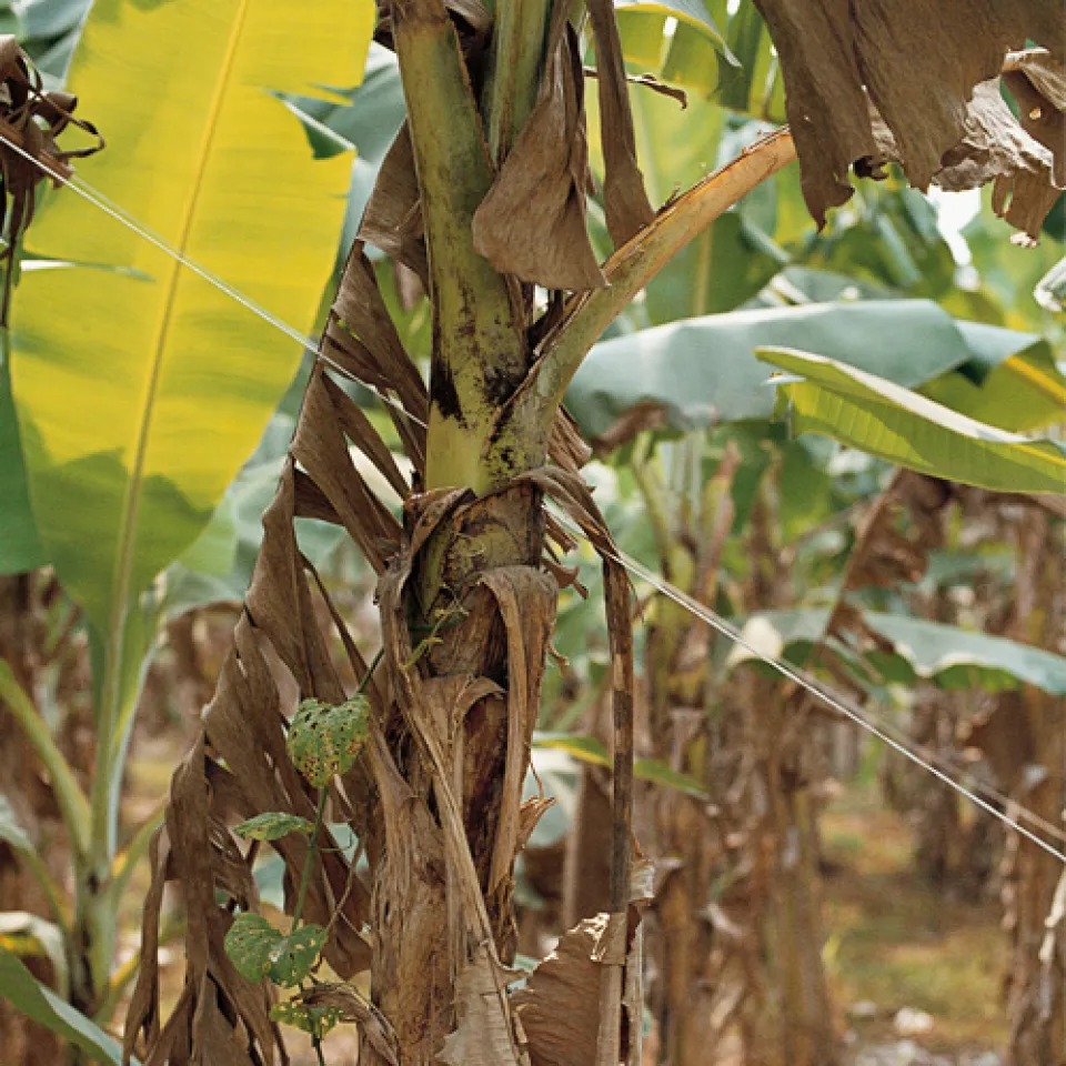 Alles Banane – wenn der Pilz besiegt wird