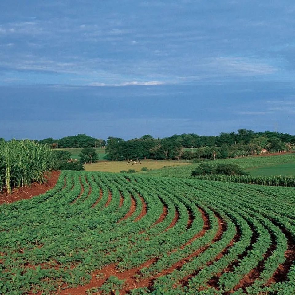 Brasilien: Anbauanteil gentechnisch veränderter Pflanzen wächst weiter