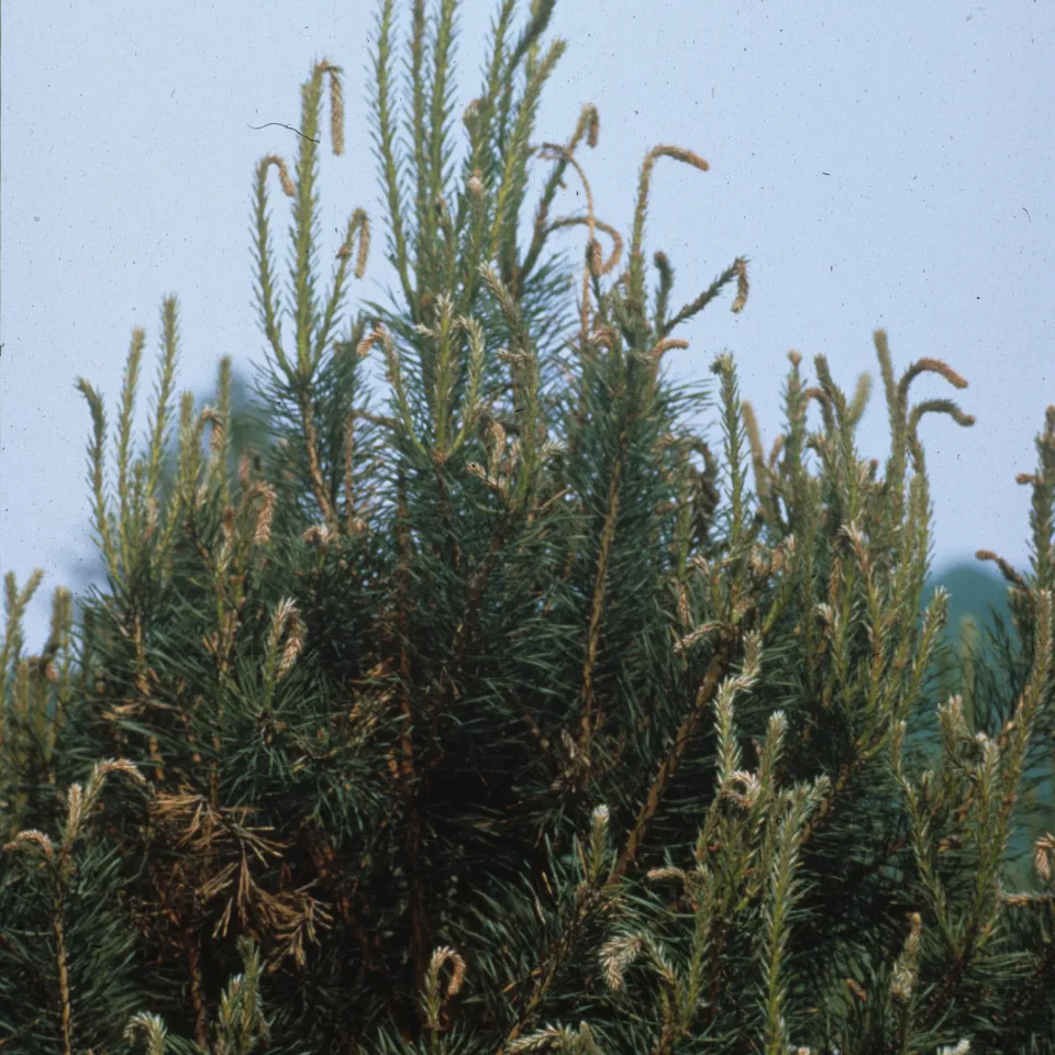 Eingewanderte Pilze bringen neue Krankheitsbilder mit