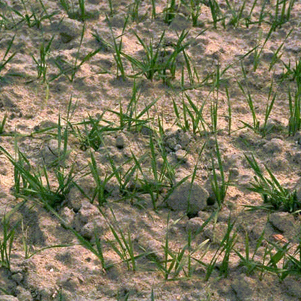 Zahlen, Daten, Fakten 12/06