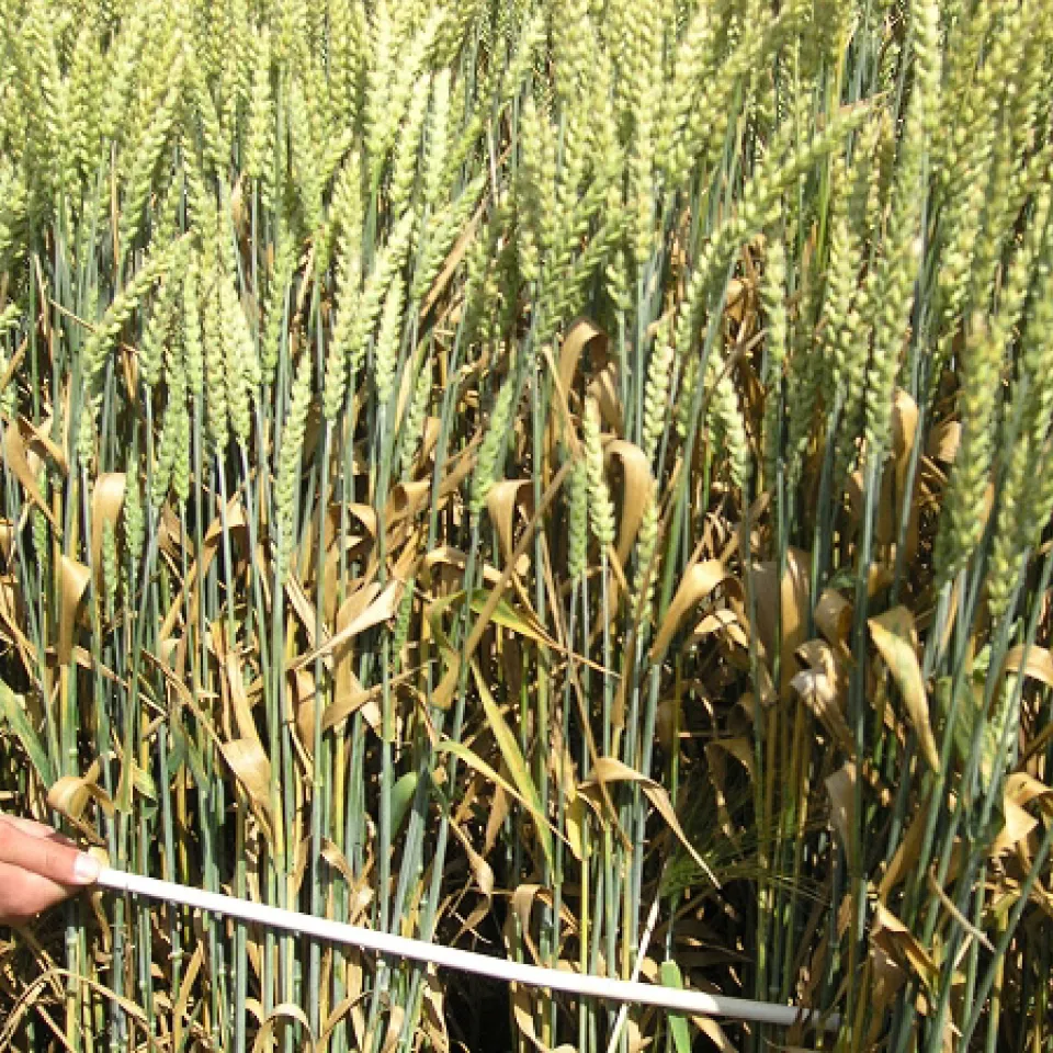 Zunehmend resistent: Die Erreger der Blattdürre