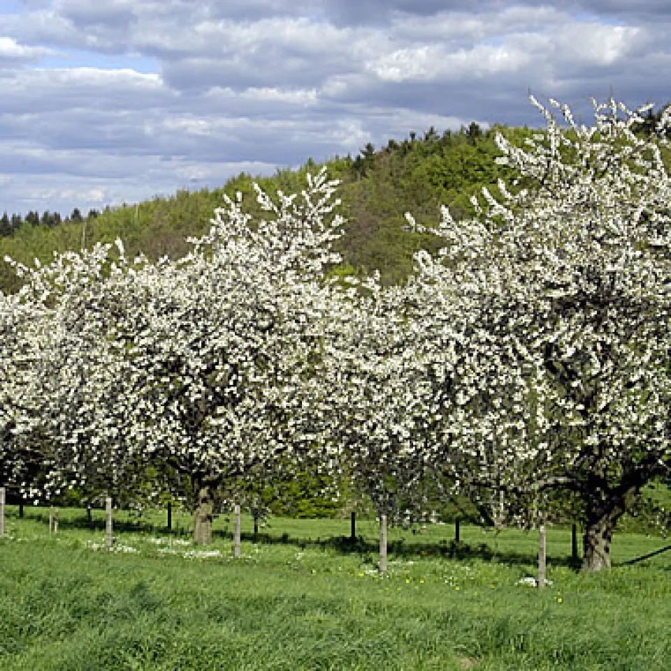 Zahlen, Daten, Fakten 11/06