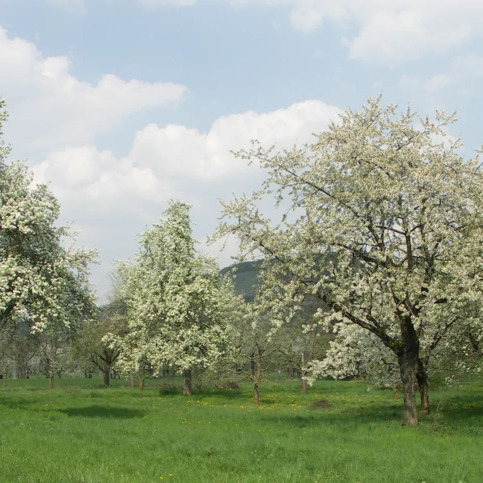 Mysteriöser Apfelbaumtod in Streuobstwiesen aufgeklärt