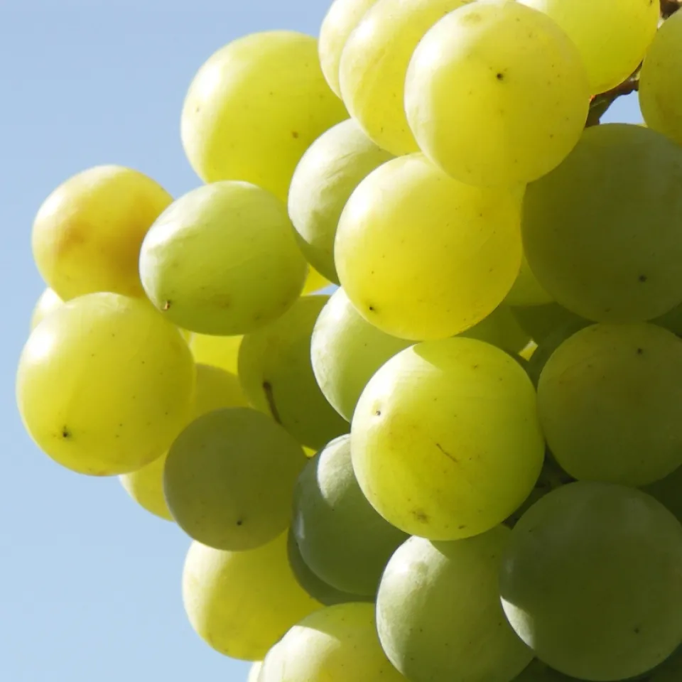 Neu in Deutschland: Tafeltrauben – frisch, groß, saftig, feinschalig und kernlos
