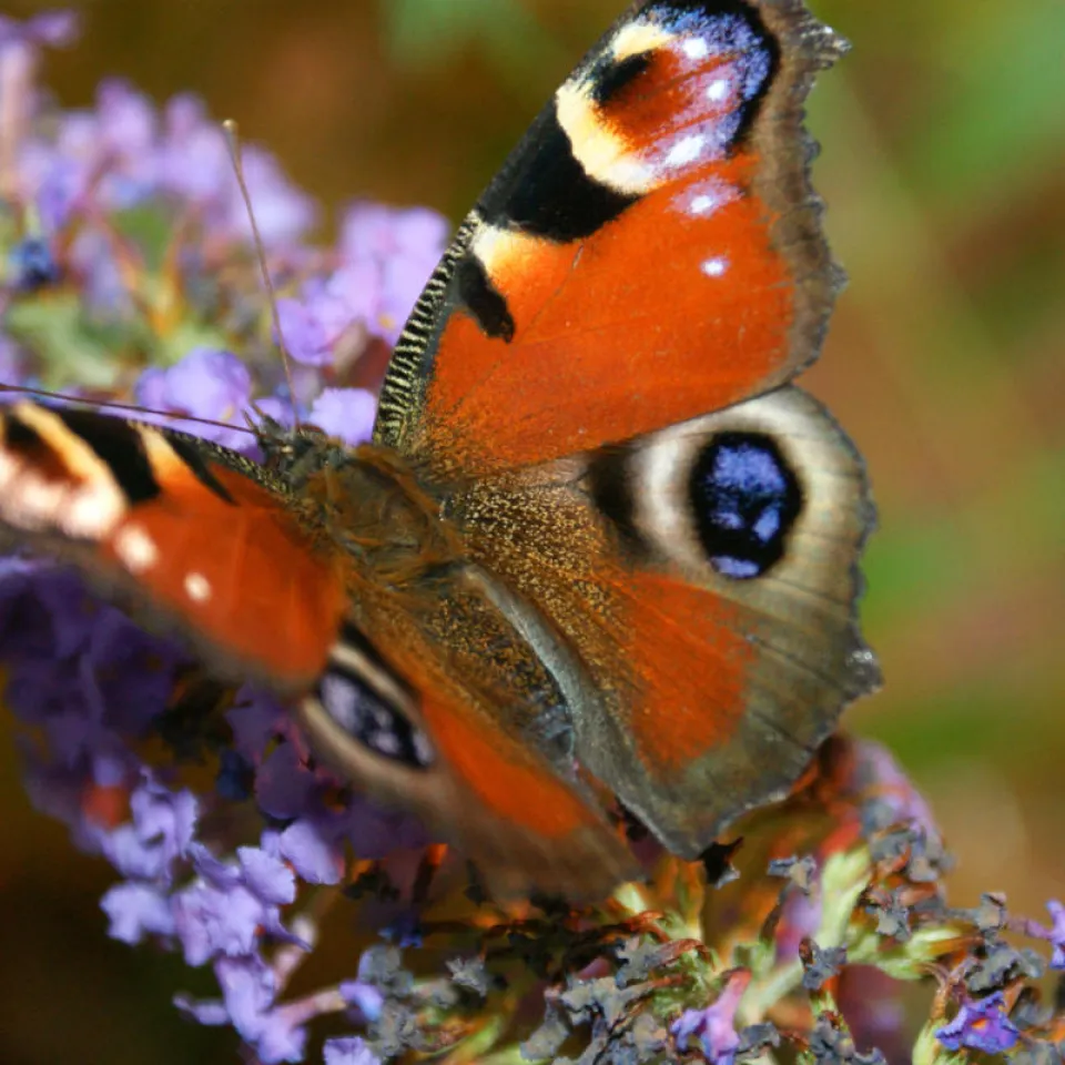 Kein Risiko für Schmetterlinge durch Bt-Mais