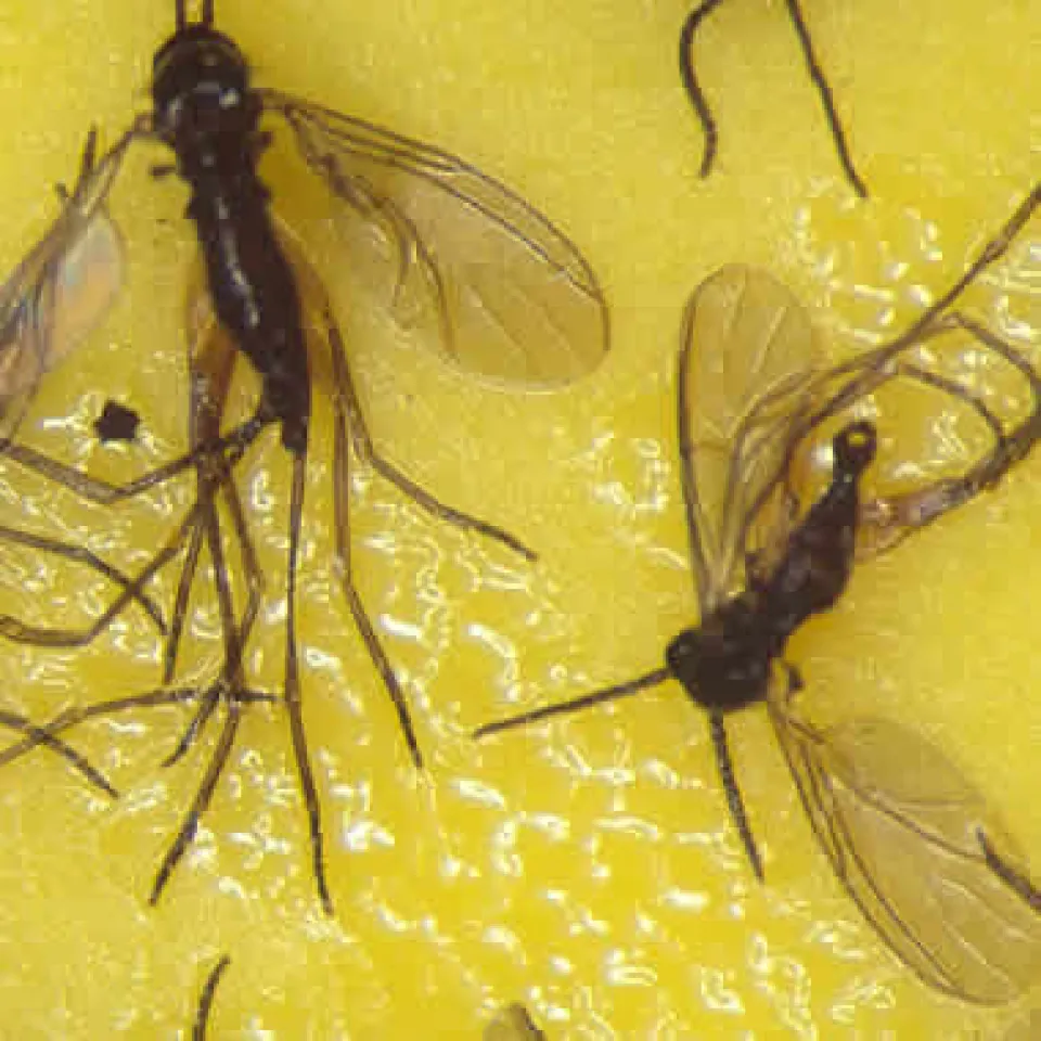 In Massen lästig: Die Trauermücke 