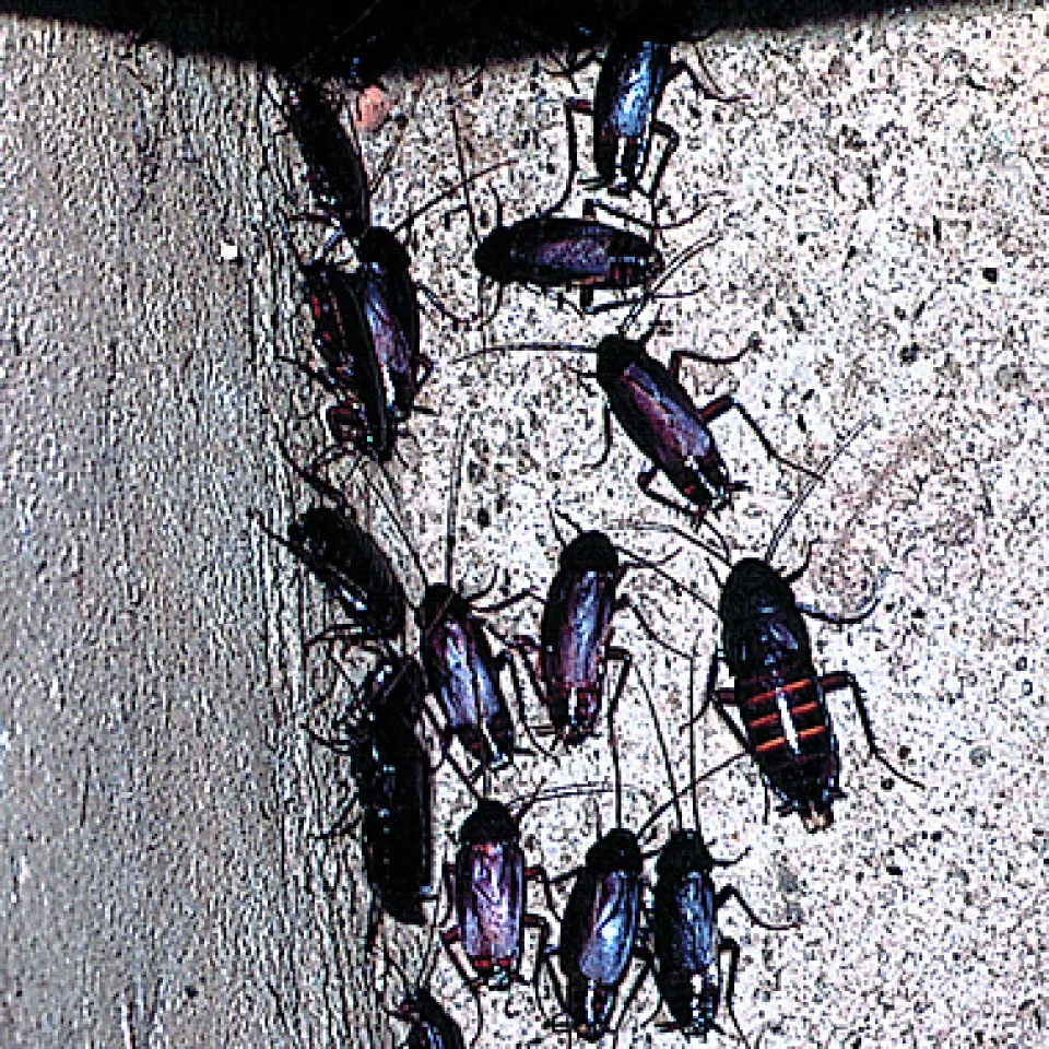 Wir leben mit Kakerlaken 